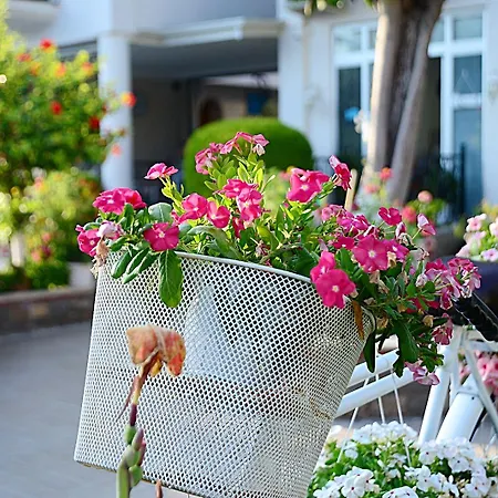 Bronze オルデニズ